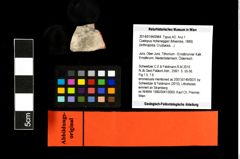 Foto (Objekt + Etikett) von Coelopus hoheneggeri (Moericke, 1889)  (NHMW-GEO-2014-0194-0964)